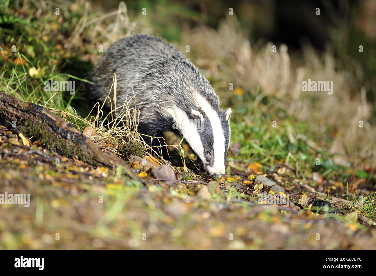 Animals - Badger Stock Photo - Alamy
