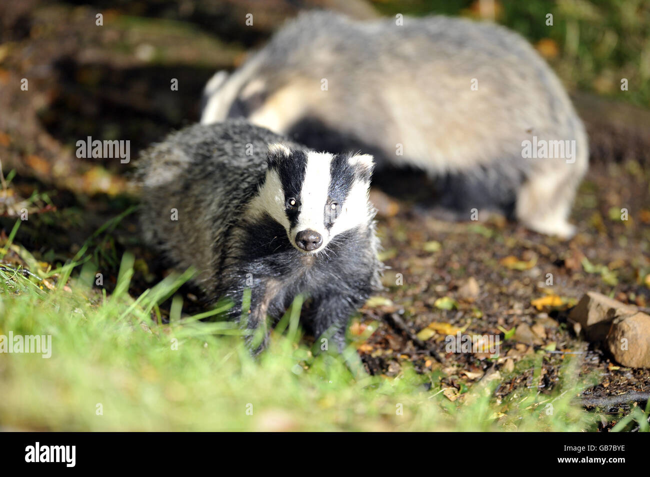 A wild badger family taken in woodland near Stoodleigh from a badger