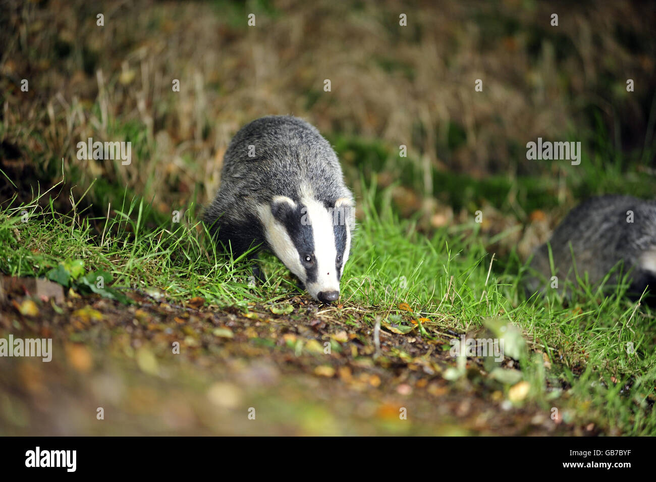 A wild badger family taken in woodland near Stoodleigh from a badger