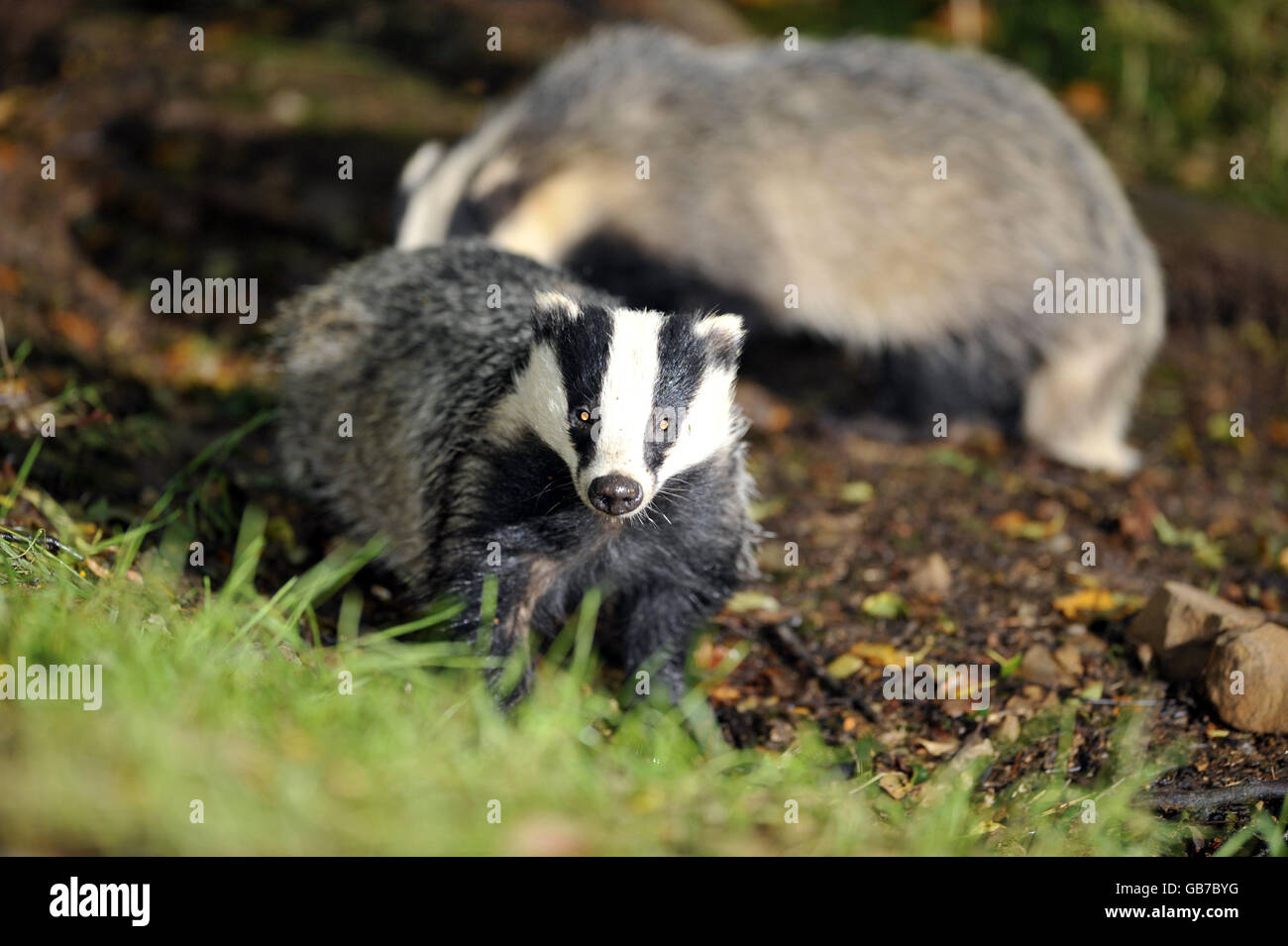 Animals - Badger Stock Photo - Alamy
