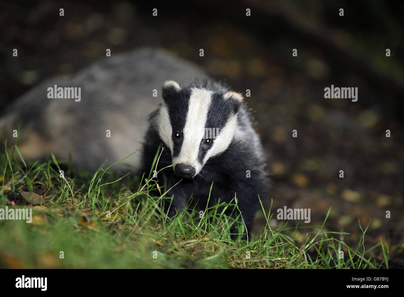 A wild badger family taken in woodland near Stoodleigh from a badger hide at Devon Badger Watch Stock Photo