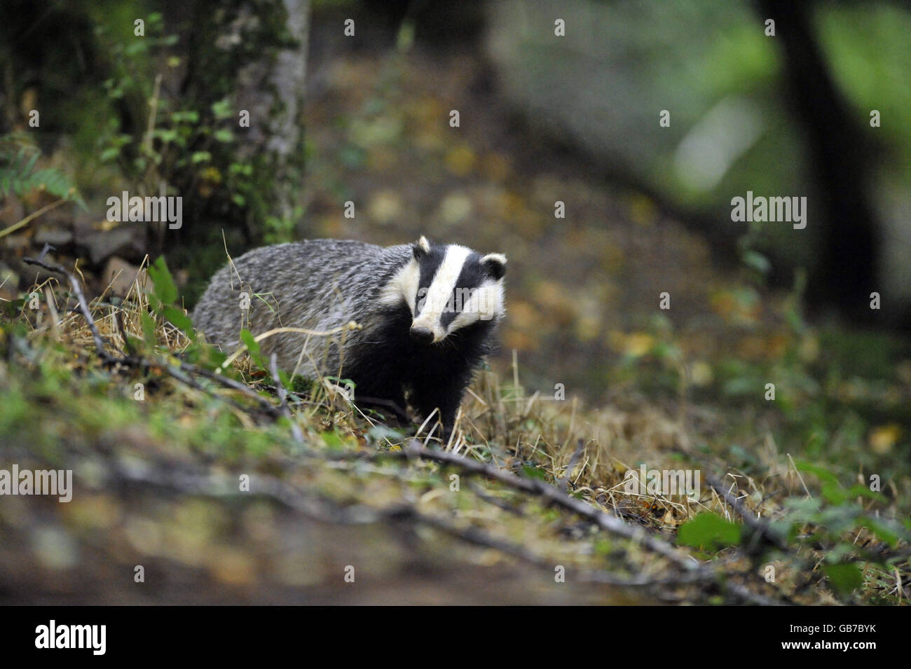 Animals - Badger Stock Photo - Alamy