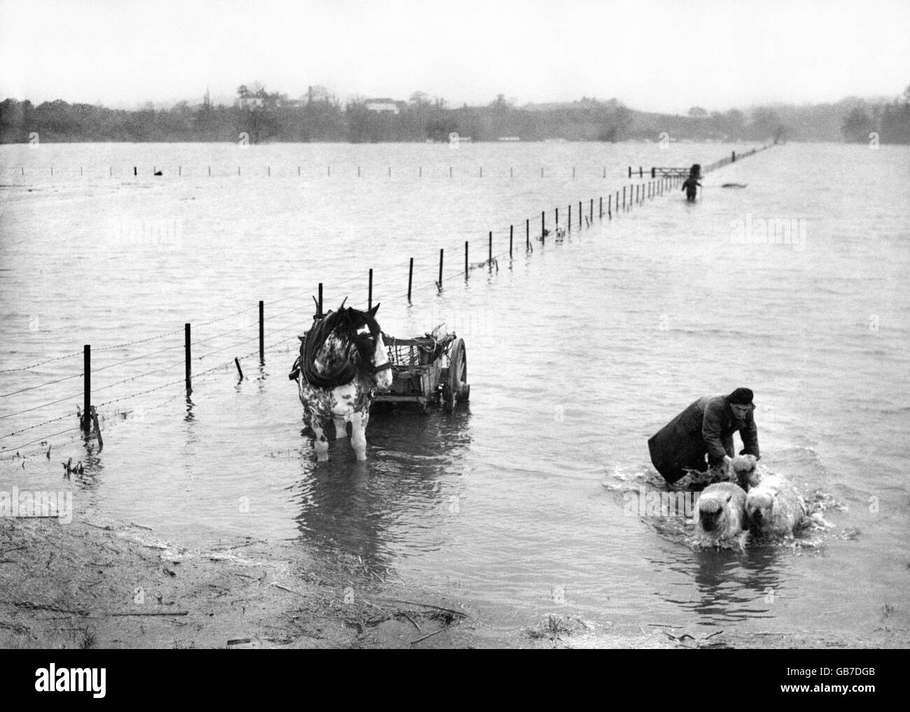 Deep in an expanse of flooded fields, Aubrey Taylor of Durley Hill farm, Keynsham, Gloucestershire, helps three of his sheep to dry land in the worst floods the West Country has known for years. Stock Photo