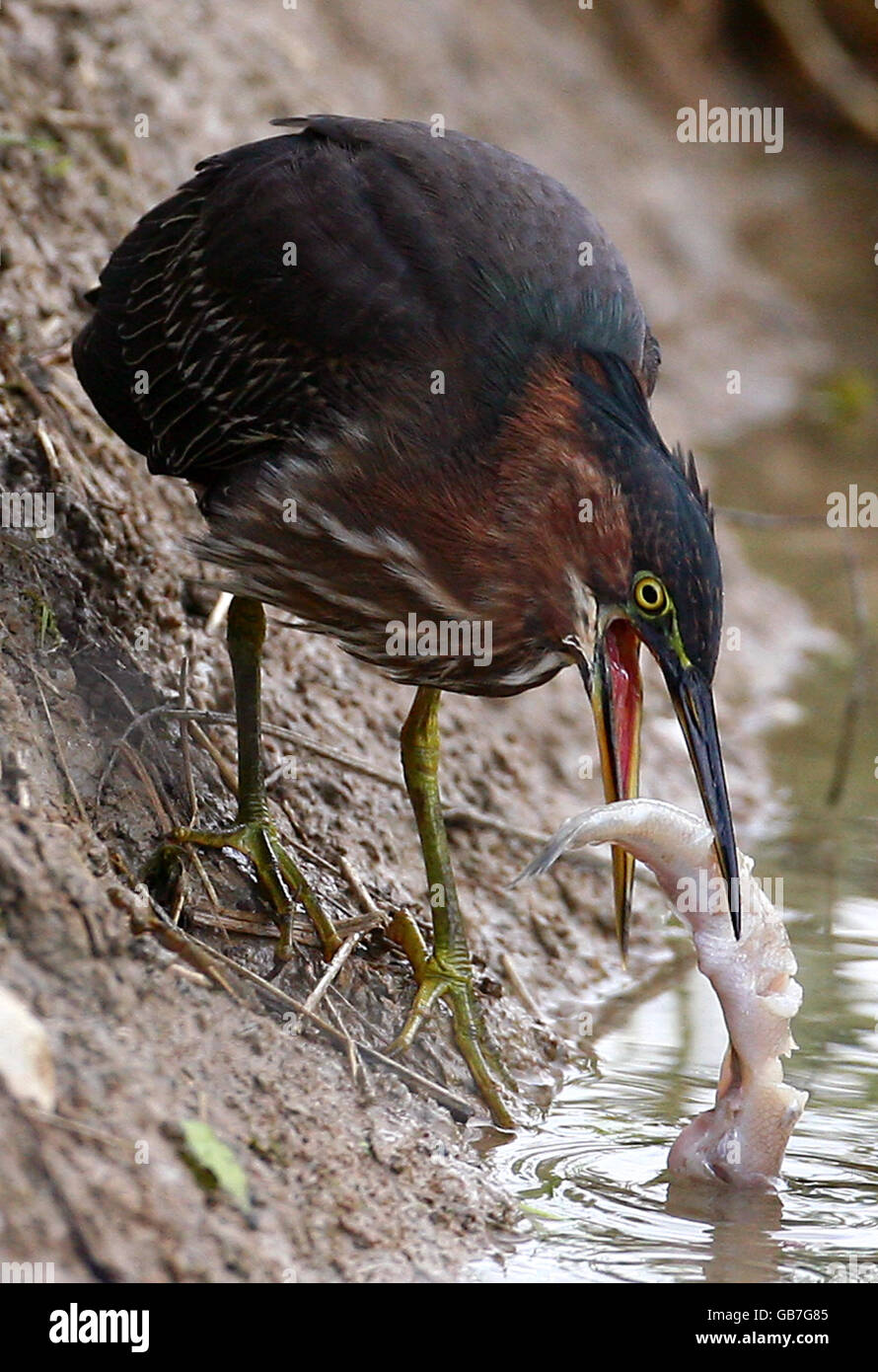 A Green Heron, native to North and Central America, catches a fish from ... Biology Diagrams
