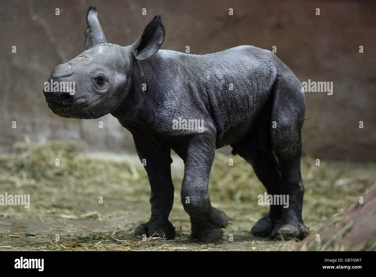 Chester Zoo s New Baby Black Rhinoceros Inside Its Enclosure At The Zoo chester-zoo-s-new-baby-black-rhinoceros-inside-its-enclosure-at-the-zoo