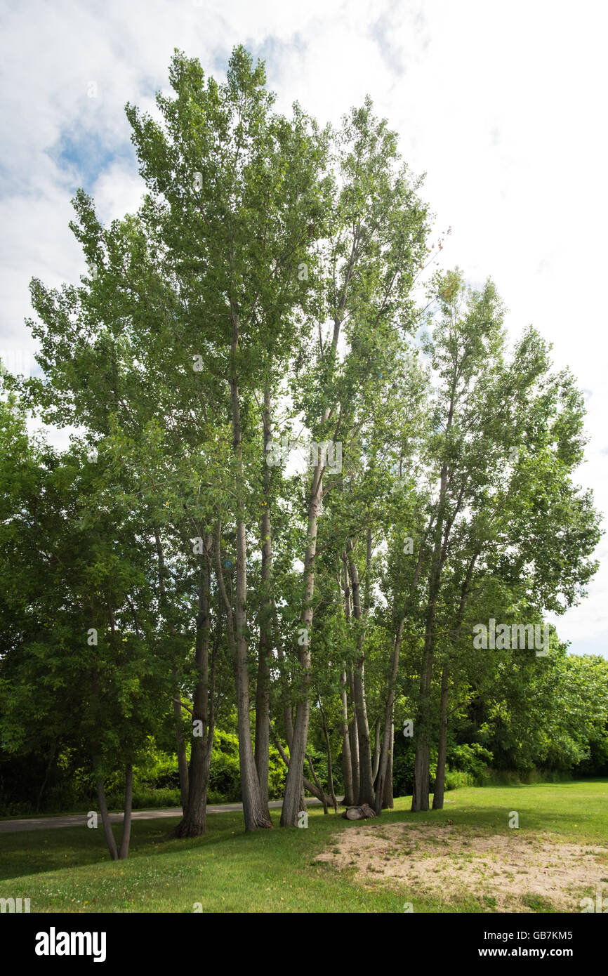 A stand of cottonwood trees next to the Montague Hart Bicycle Trail. Stock Photo