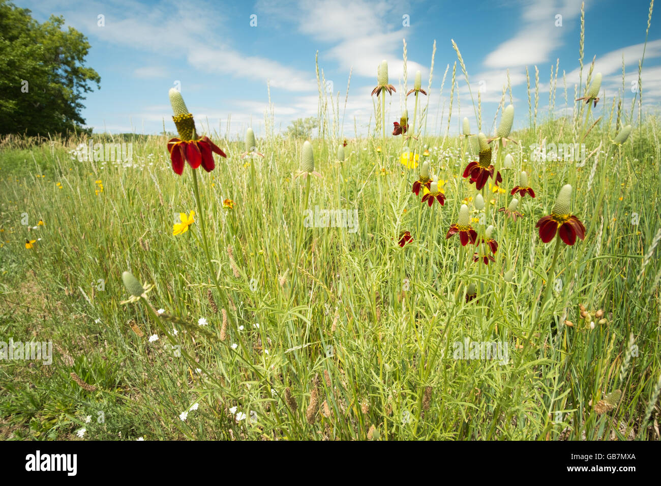 Purple coneflowers growing in a restored wetland in Montague, Michigan. Stock Photo