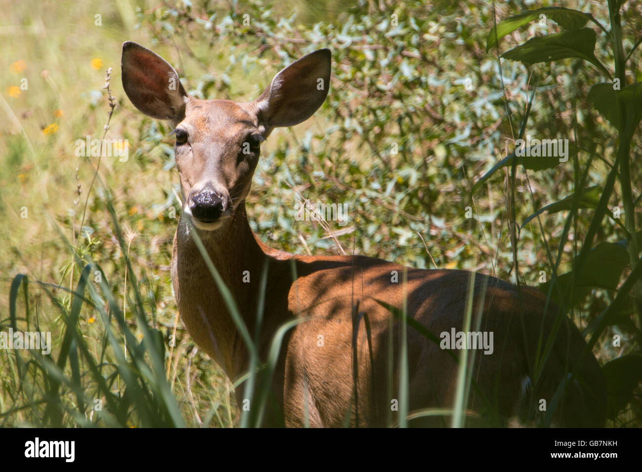 Foxfire Cabins Stock Photos Foxfire Cabins Stock Images Alamy