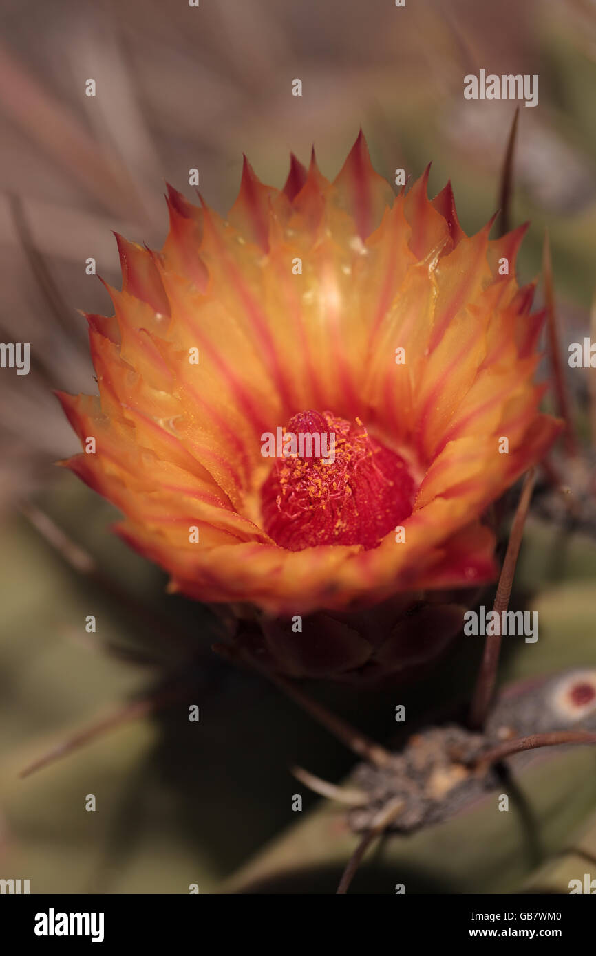 Orange and red cactus flower of Ferocactus emoryi rectispinus blooms in the desert in Mexico in the summer. Stock Photo