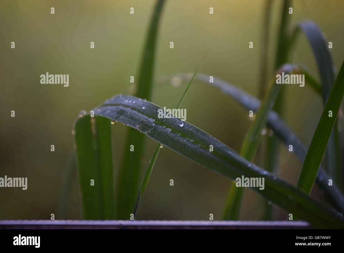 Dewdrops on blades of grass Stock Photo