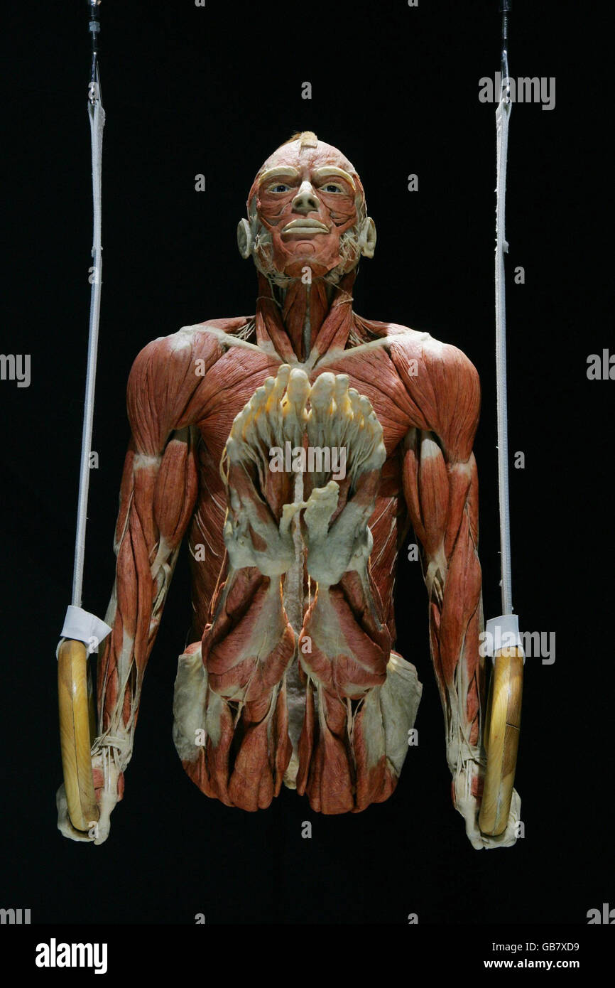 Body Worlds & The Mirror of Time exhibition Stock Photo