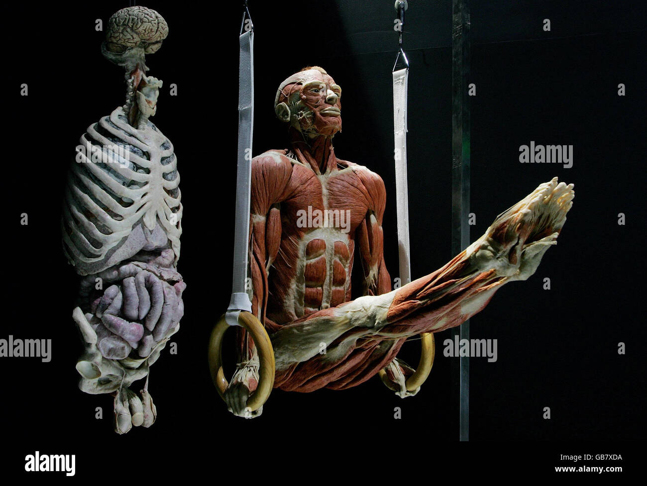 MBARGOED TO 1000 THURSDAY OCTOBER 23. 'The Ring Gymnast' which forms part of anatomist Dr Gunther von Hagens' latest exhibition, Body Worlds & The Mirror of Time, at The O2 , London. Stock Photo