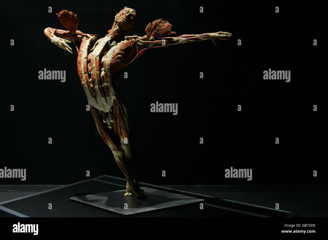 On Point Dancer' which forms part of Dr Gunther von Hagens latest exhibition, Body Worlds & The Mirror of Time, at The O2, London Stock Photo