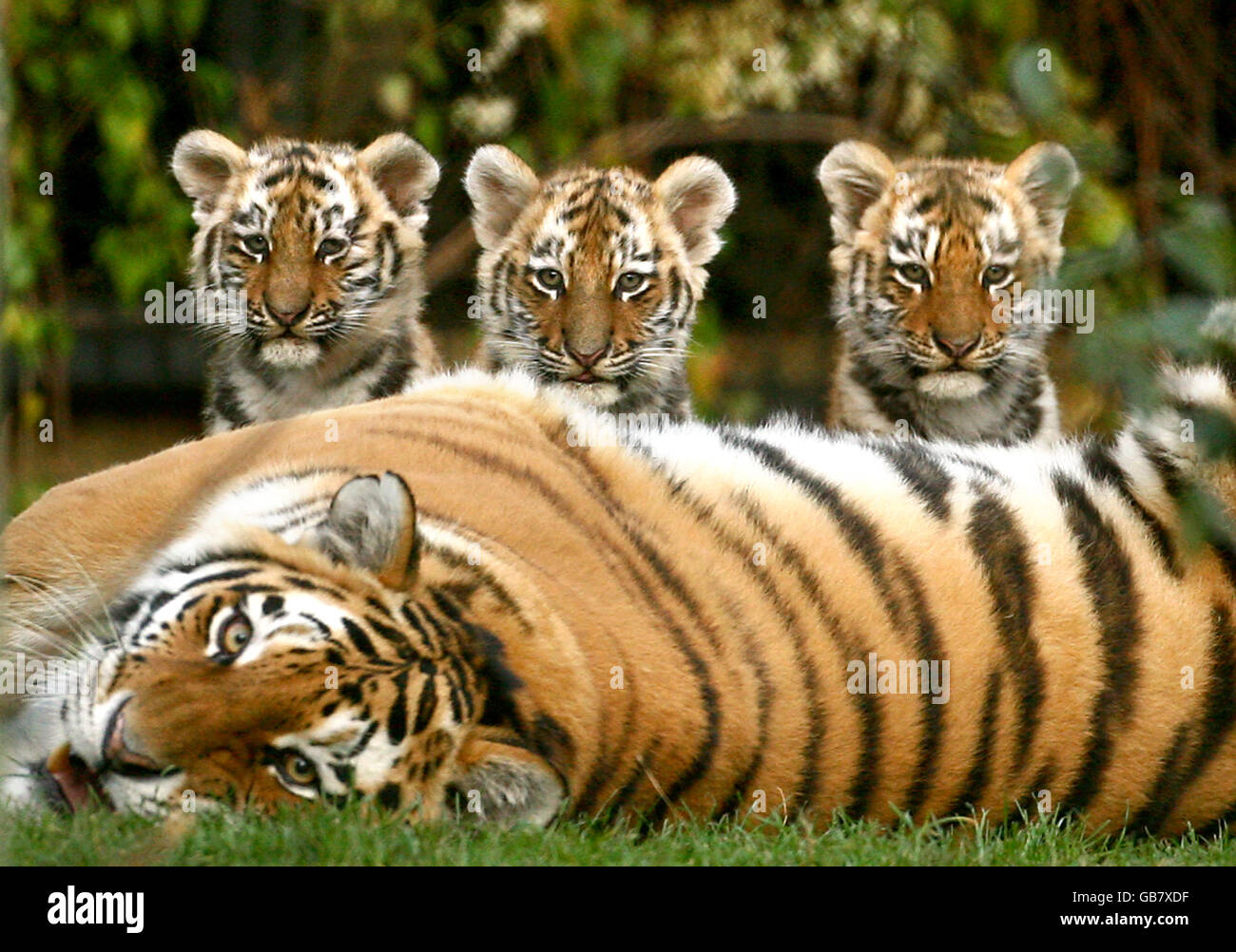 Bengal tiger mother with cub age four months - Stock Image - C042/8495 -  Science Photo Library