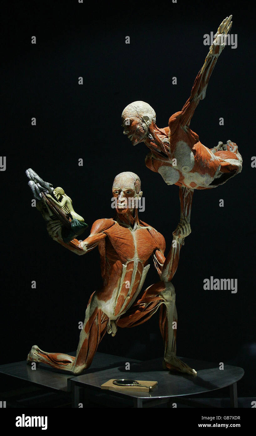 The Mirror of Time' which forms part of Dr Gunther von Hagens latest exhibition, Body Worlds & The Mirror of Time, at The O2, London. Stock Photo