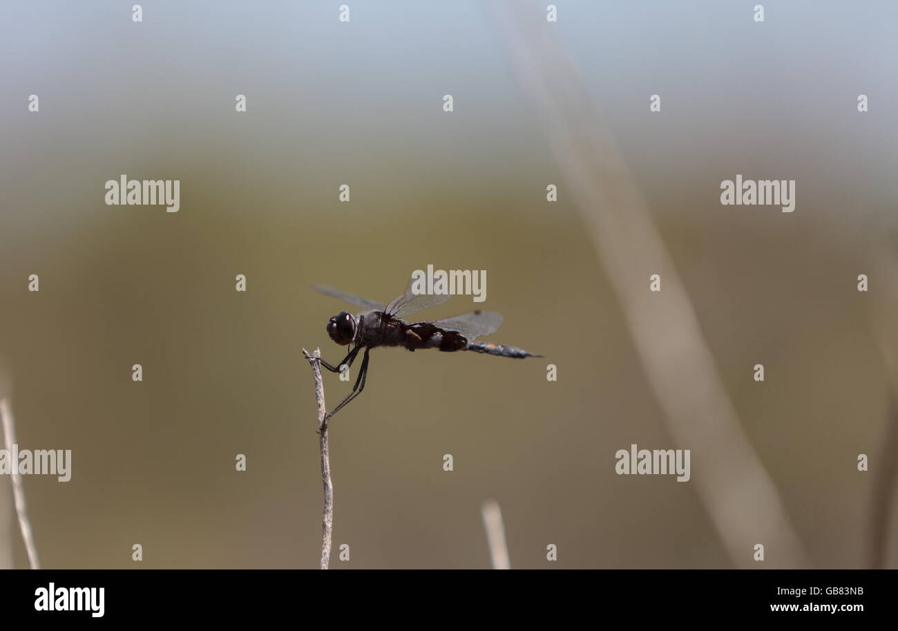 Black saddlebags dragonfly lacerate skimmer hires stock photography