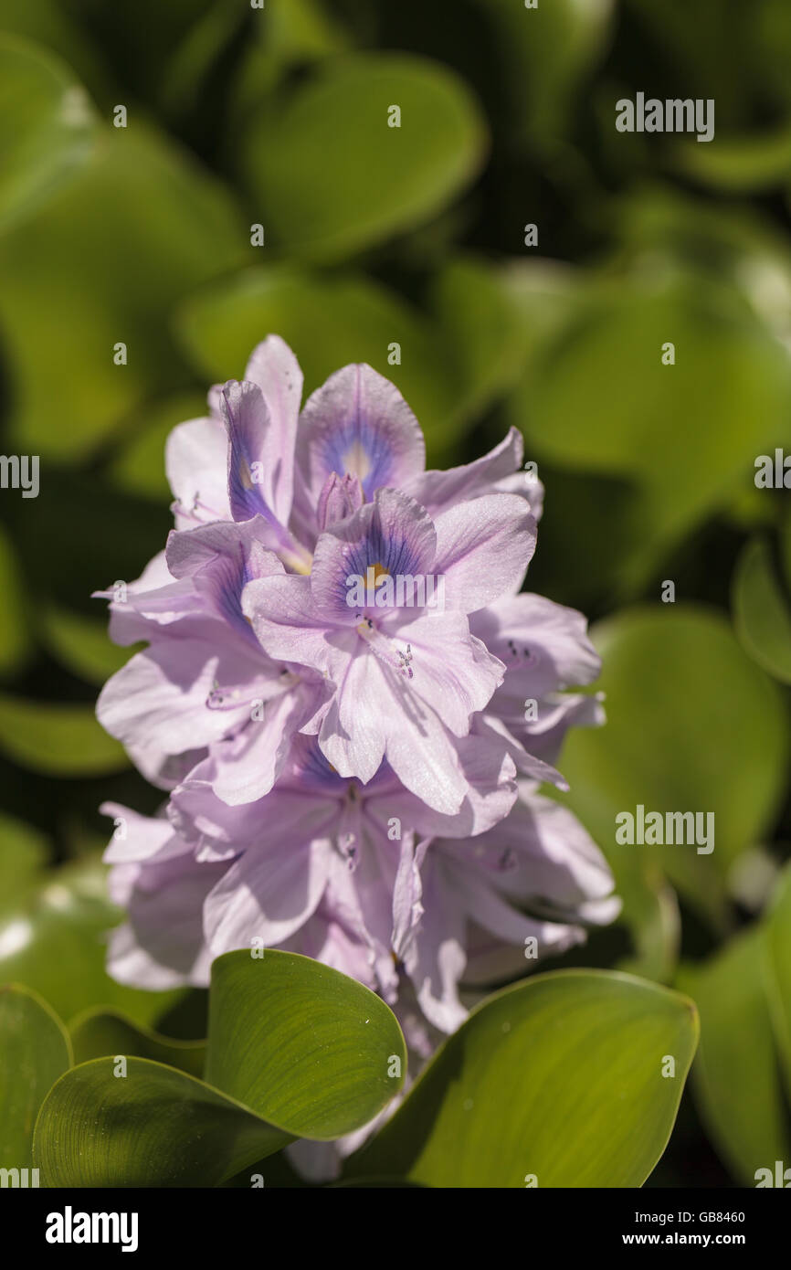 Light purple flowers of common water hyacinth Eichhornia crassipes on a pond in Southern California in summer. Stock Photo