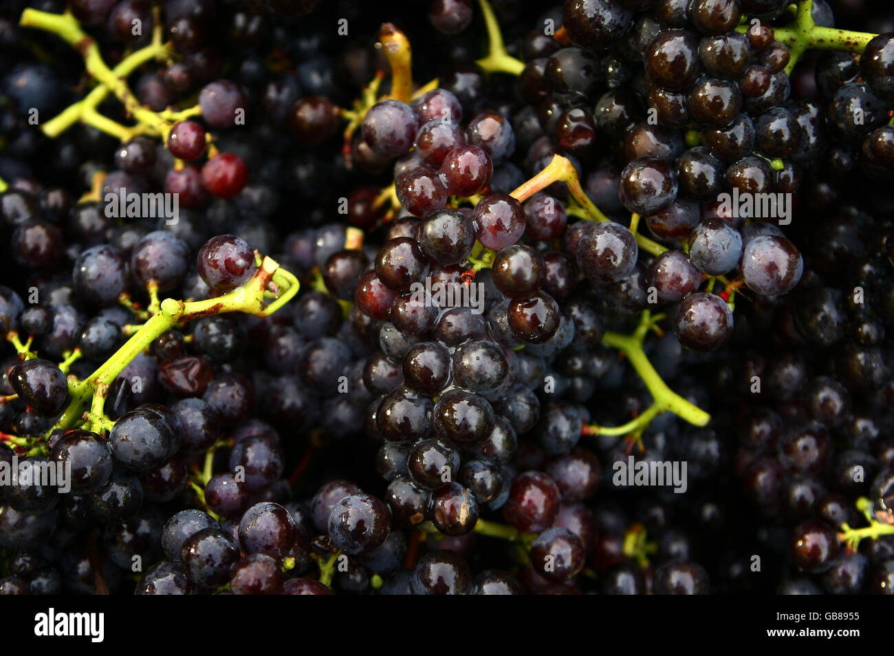 Pinot Noir grapes ready for pressing at the Chapel Down Winery in Tenterden, Kent. Stock Photo