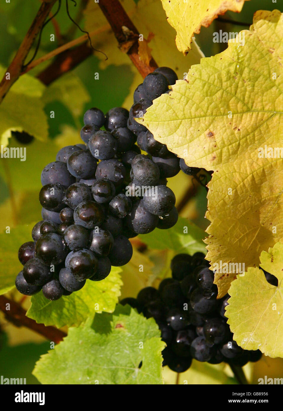 Pinot Noir grapes ready for harvesting at the Chapel Down Winery in Tenterden, Kent. Stock Photo