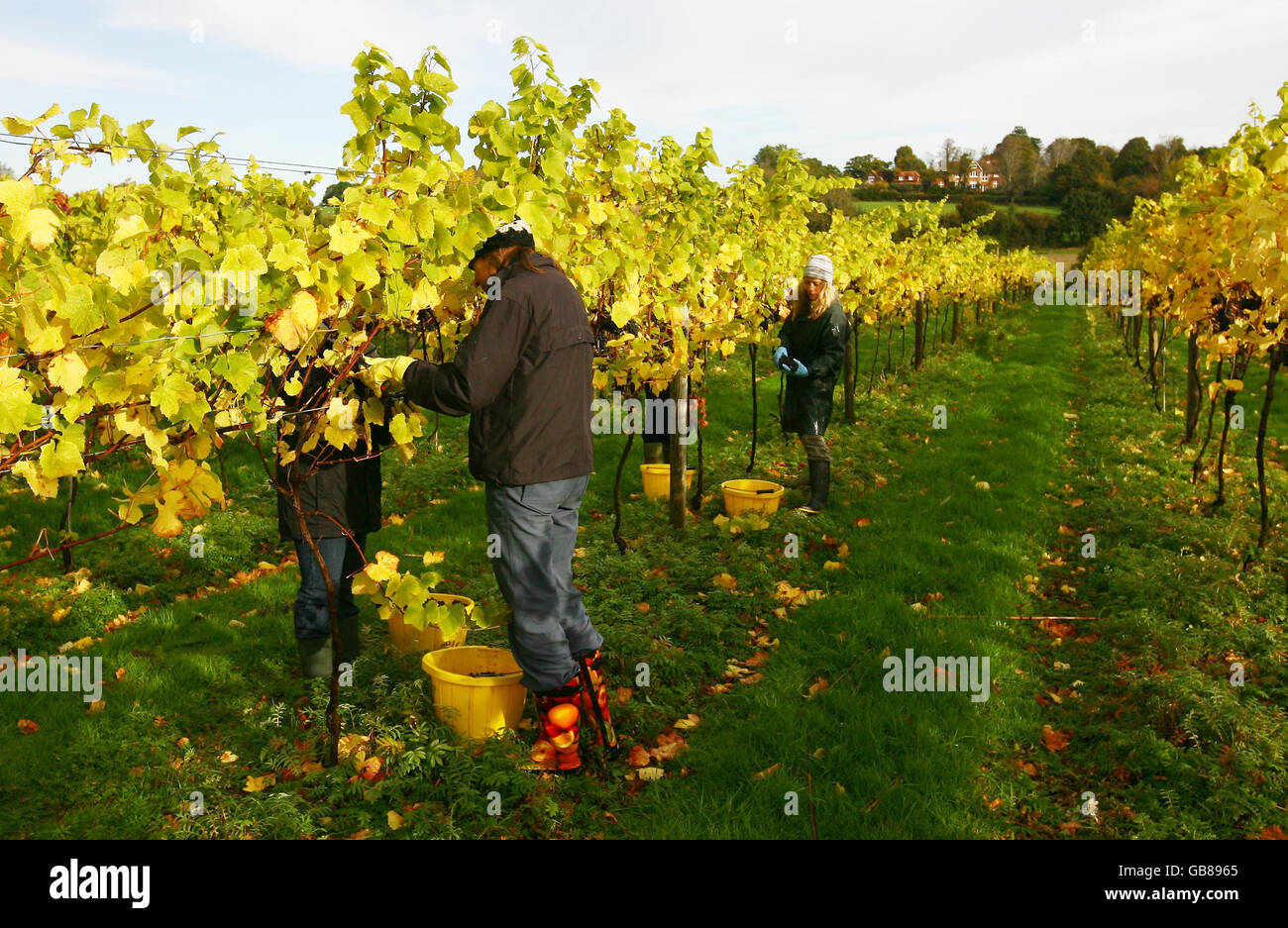 Grape pickers bring in the harvest of Pinot Noir grapes at the Chapel Down Winery in Tenterden, Kent. Stock Photo