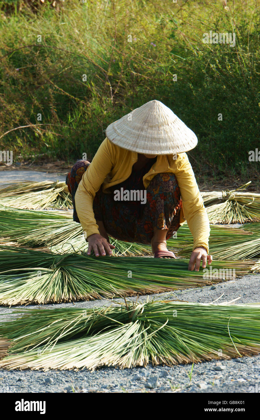 People dry rush (sedge) on asphalt surface, she arrange into sector shape, this grass to make sleeping mat,Long An Stock Photo