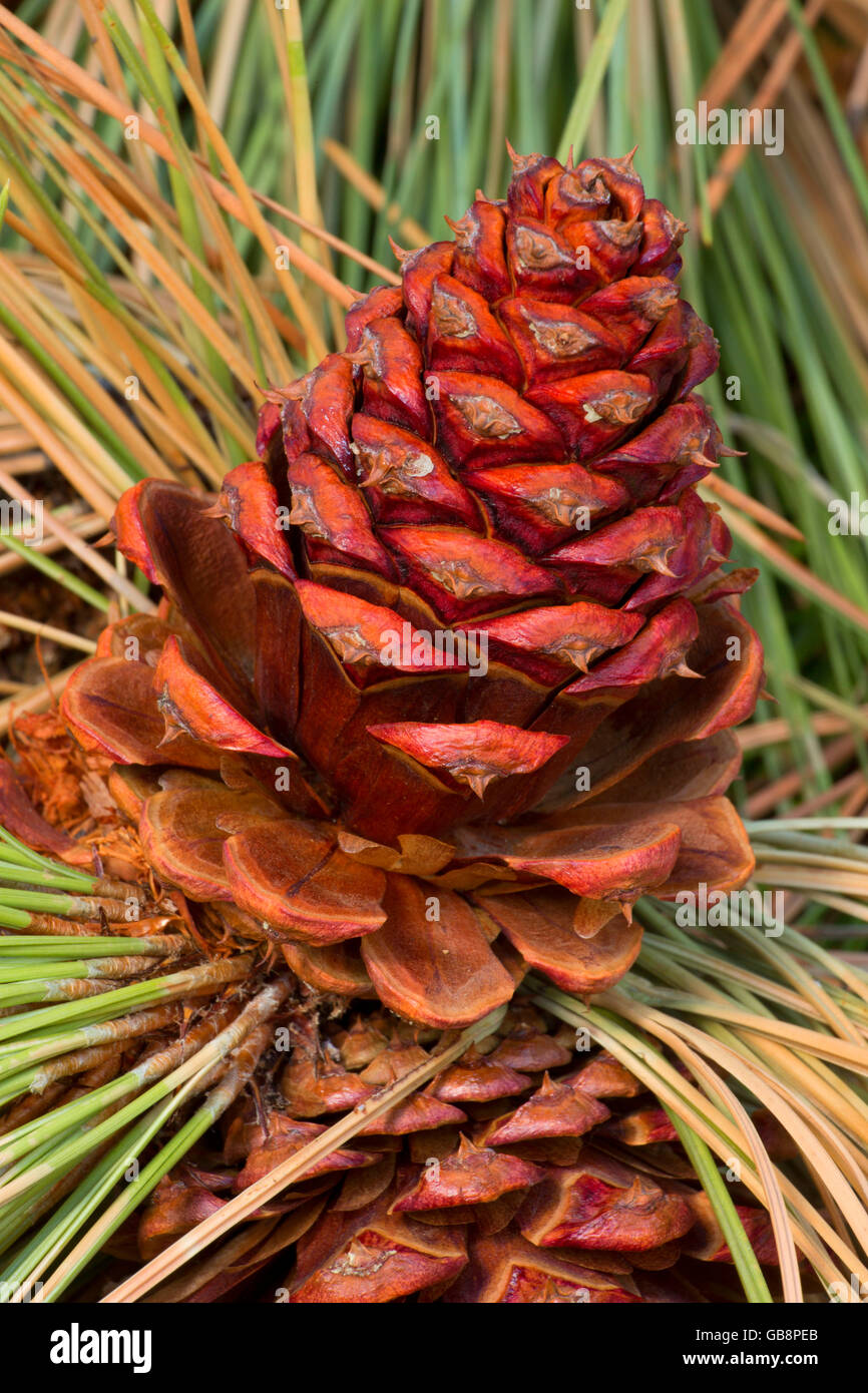Ponderosa pine (Pinus ponderosa) cone, Imnaha Wild and Scenic River, Hells Canyon National Recreation Area, Oregon Stock Photo