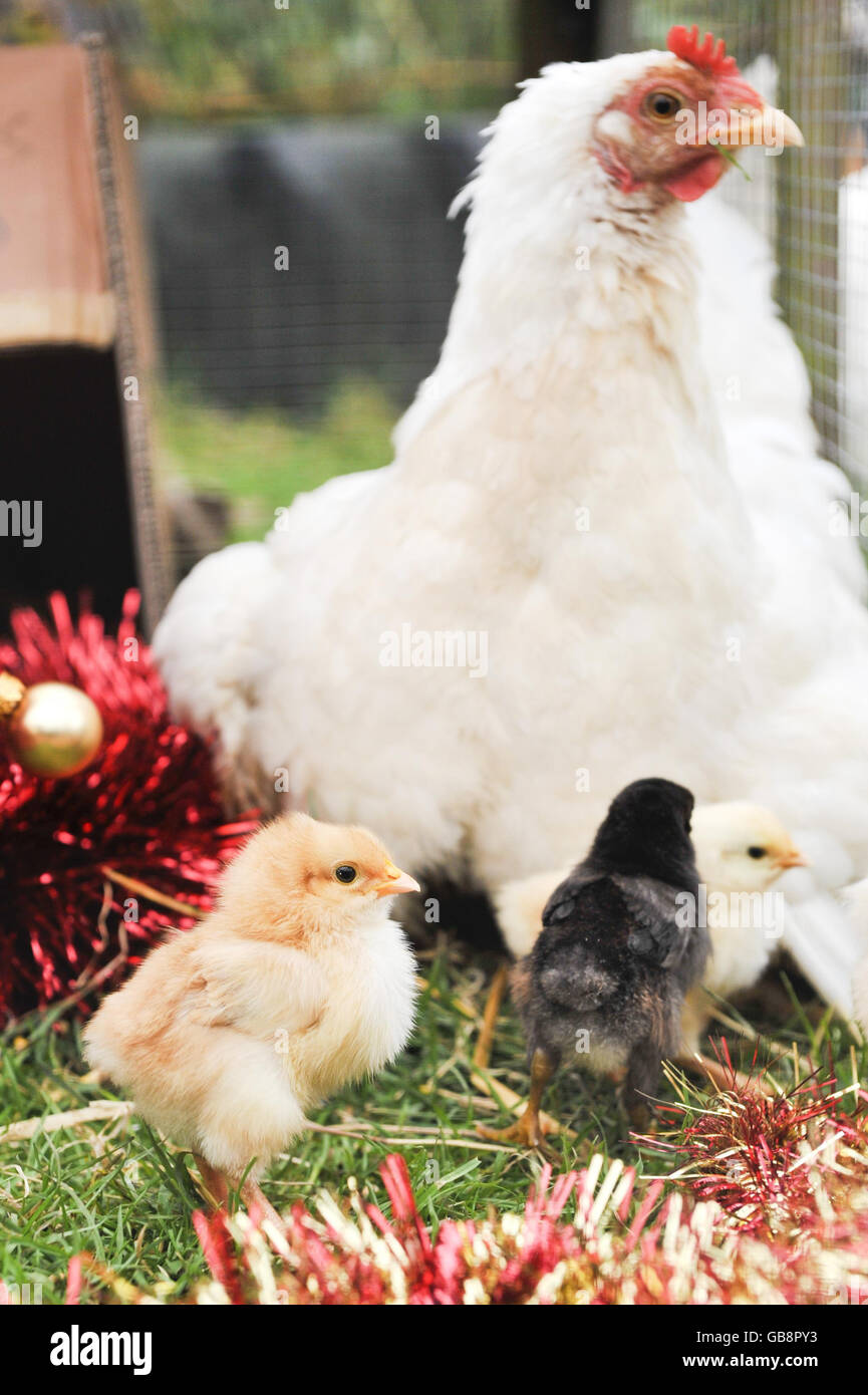 https://c8.alamy.com/comp/GB8PY3/young-chicks-with-their-mother-hen-at-lower-shaw-farm-swindon-the-GB8PY3.jpg