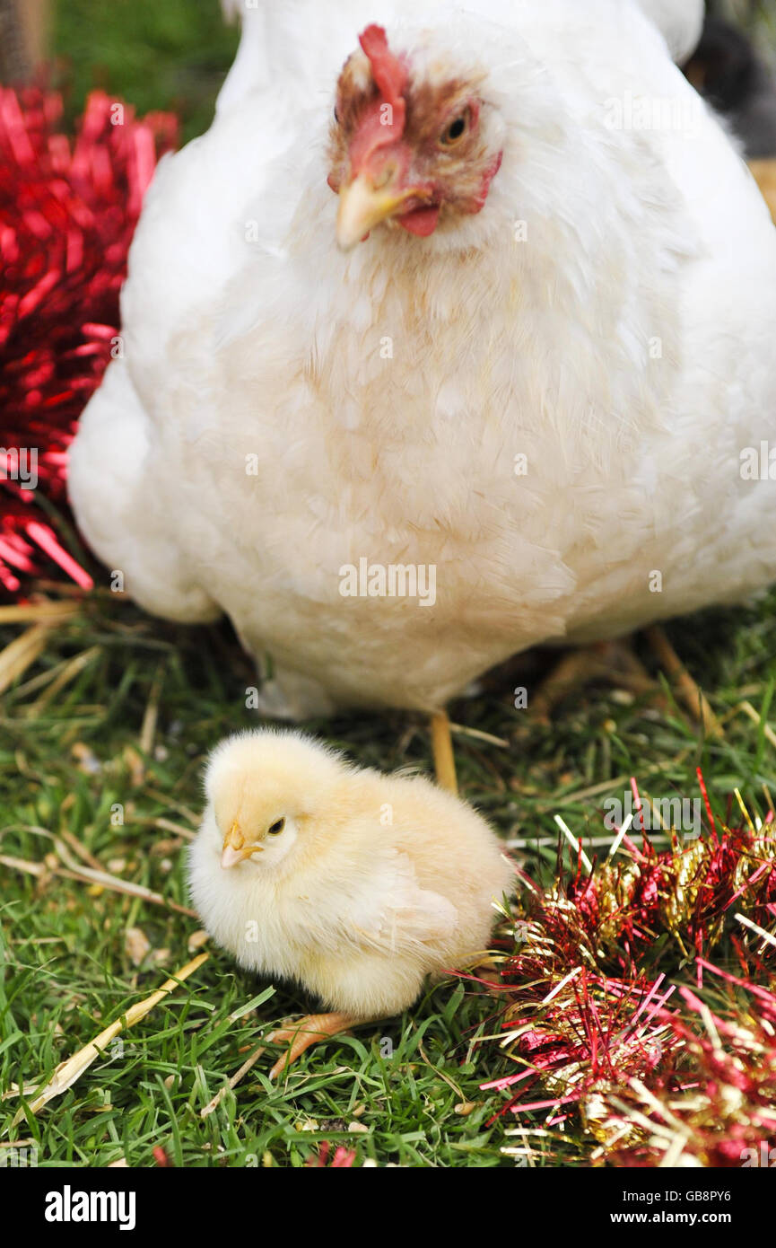 Chicks born six months early. Young chicks, with their mother hen at Lower Shaw Farm, Swindon. The chicks have been born six months early. Stock Photo