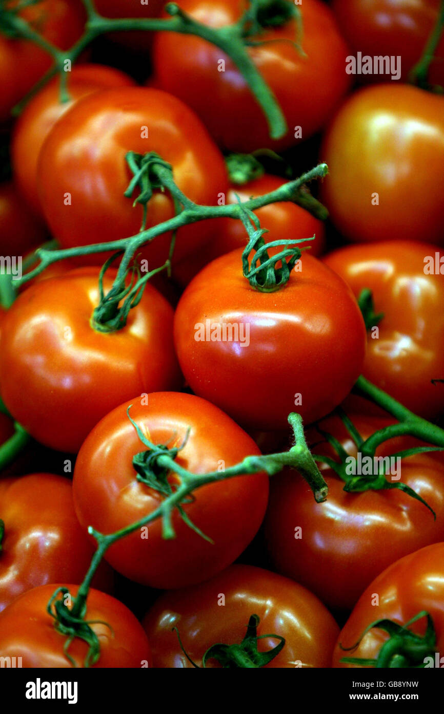 Tomatoes on display at Coton Farm Shop in Cambridgeshire. Curvy cucumbers and nobbly carrots will be back on sale in the shops from next July if, as expected, more than two dozen laws banning imperfect-looking fruit and veg are scrapped today. Stock Photo