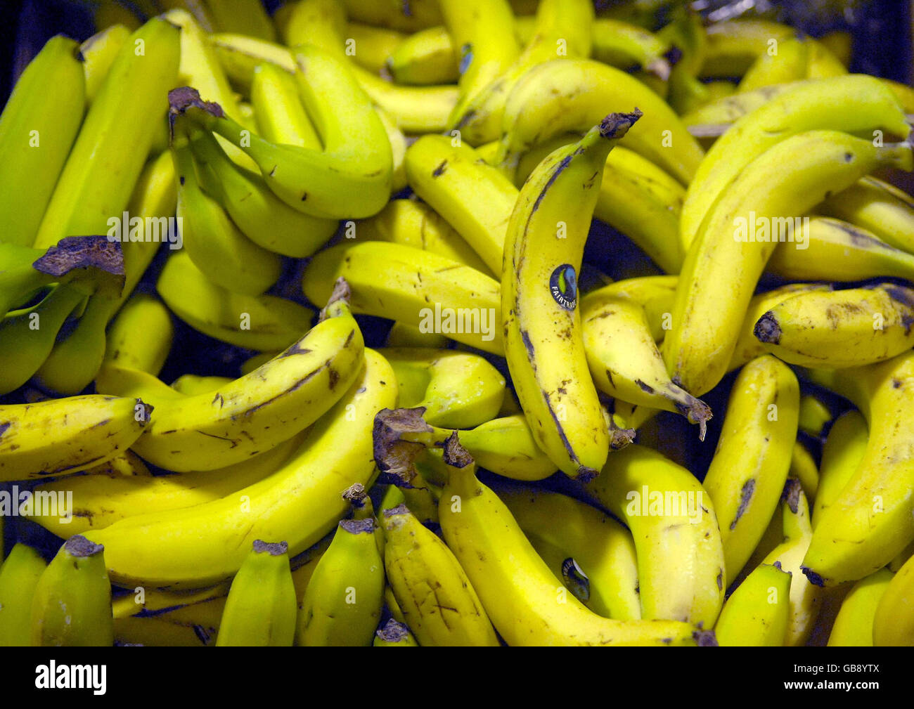 Close up view of Bananas on display at Coton Farm Shop in Cambridgeshire. Curvy cucumbers and nobbly carrots will be back on sale in the shops from next July if, as expected, more than two dozen laws banning imperfect-looking fruit and veg are scrapped today. Stock Photo
