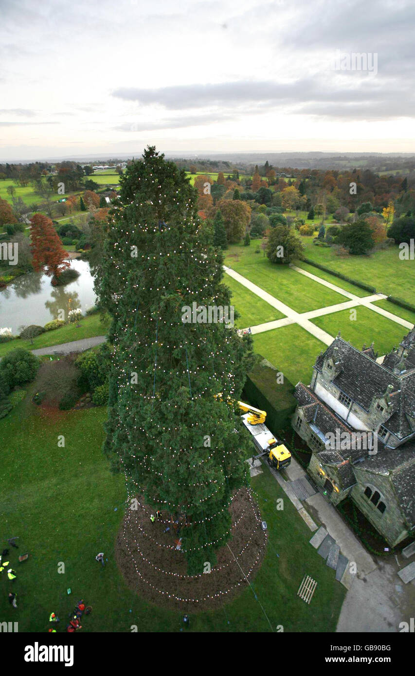 UK's largest growing Christmas tree Stock Photo Alamy
