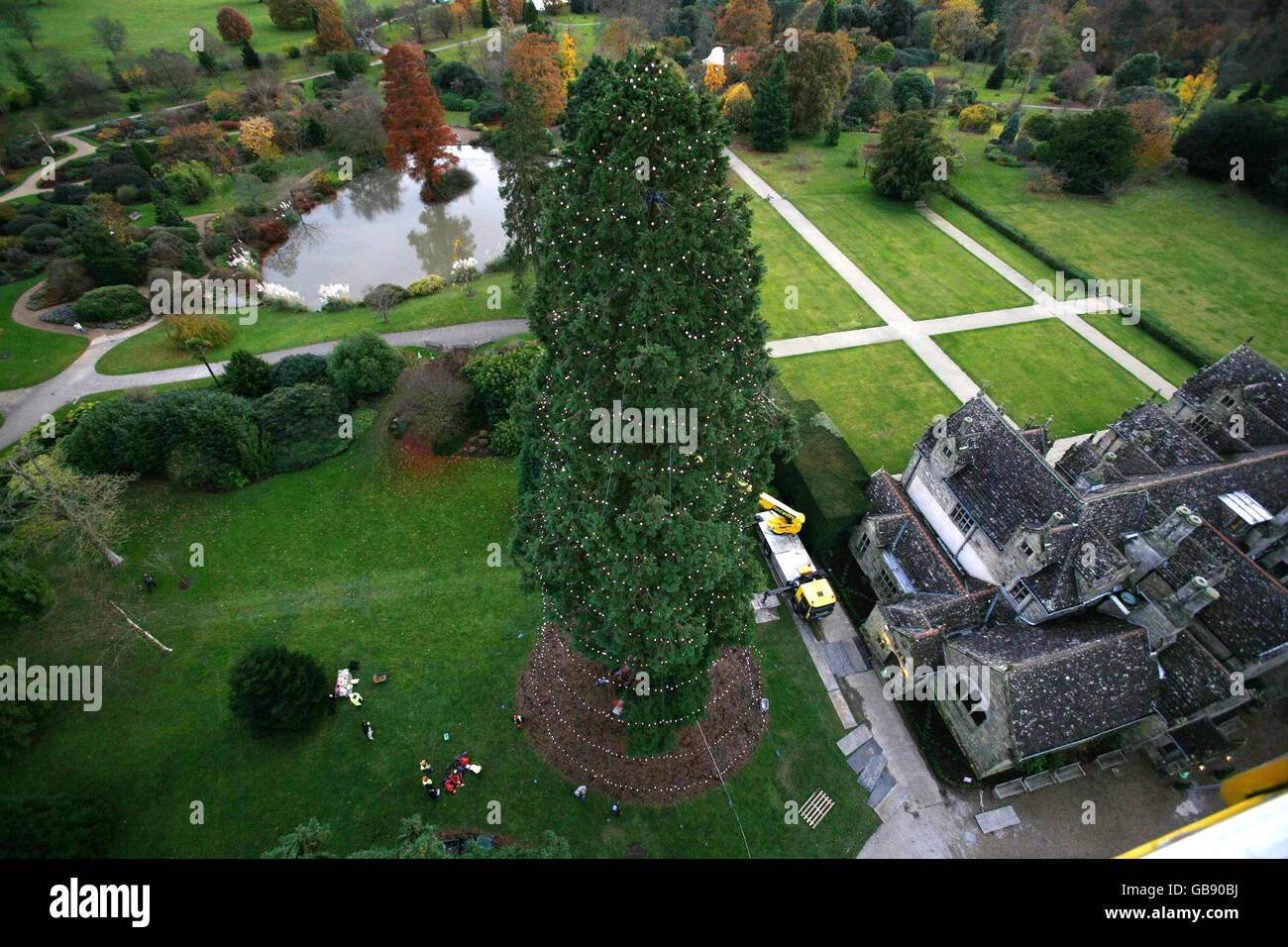 UK's largest growing Christmas tree Stock Photo Alamy