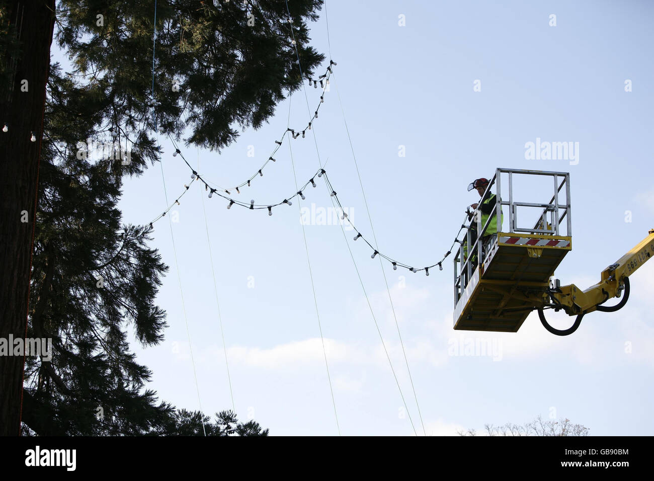 UK's largest growing Christmas tree Stock Photo Alamy