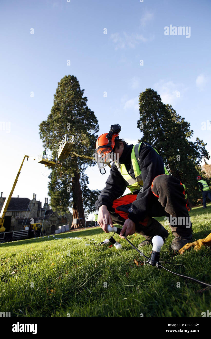 The UK's largest growing Christmas tree at Wakehurst Place, near Haywards Heath, West Sussex, as