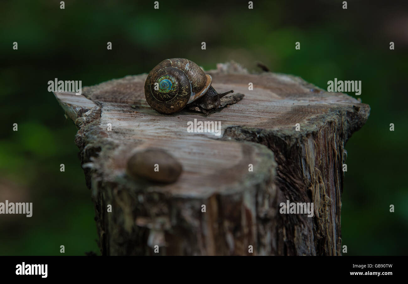 colorful snail on a tree stump at buzzards roost west union adams county ohio Stock Photo