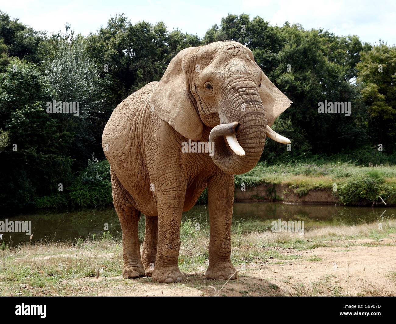 Travel Stock - Safari Park - Nantes. An Elephant at a safari park near Nantes, France. Stock Photo