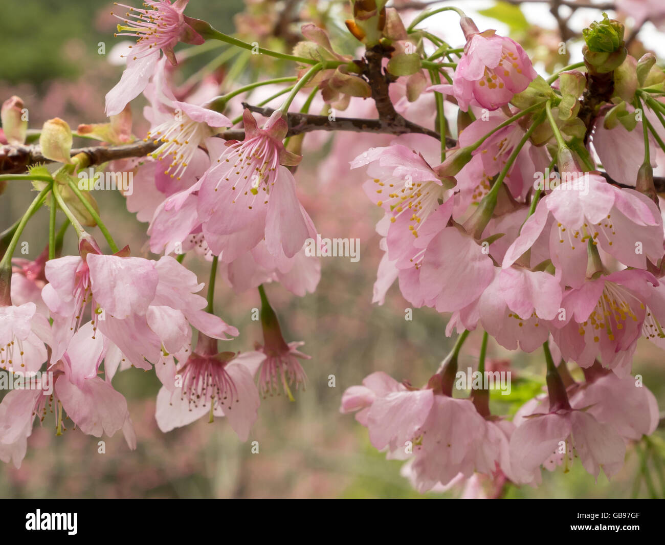 The close up of pink sakura flower branch (cherry blossom Stock Photo ...