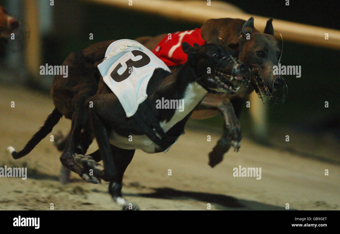 Dogs racing at the Coral Brighton and Hove Greyhound Stadium, Hove