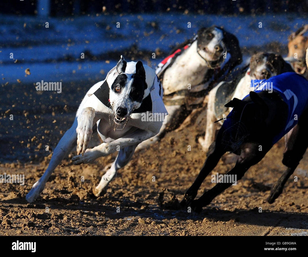 Greyhound racing track uk hires stock photography and images Alamy