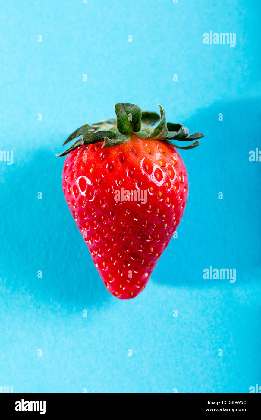 One juicy strawberry on blue background Stock Photo - Alamy