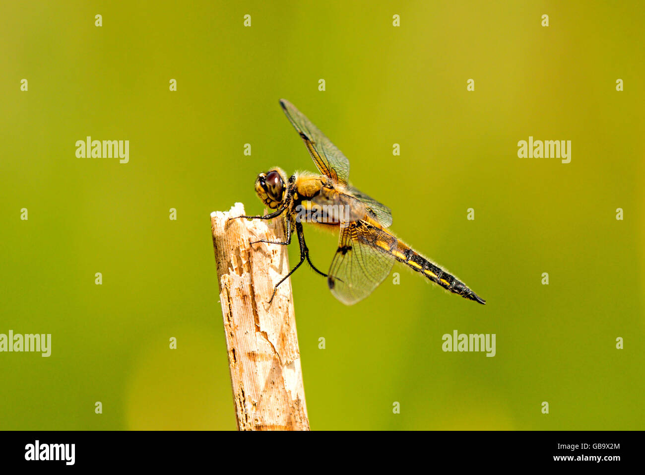 Four-Spotted chaser, dragonfly sitting on a leaf near a pond Stock ...