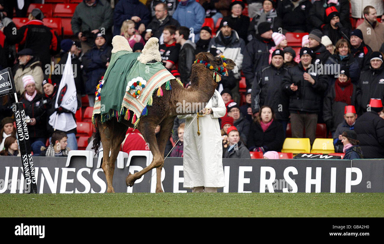 Rugby Union - Guinness Premiership - Saracens v London Irish - Vicarage Road. A camel on the pitch ahead of the Guinness Premiership match at Vicarage Road, Watford. Stock Photo