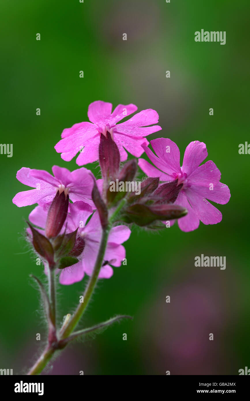 Red campion flowers Stock Photo