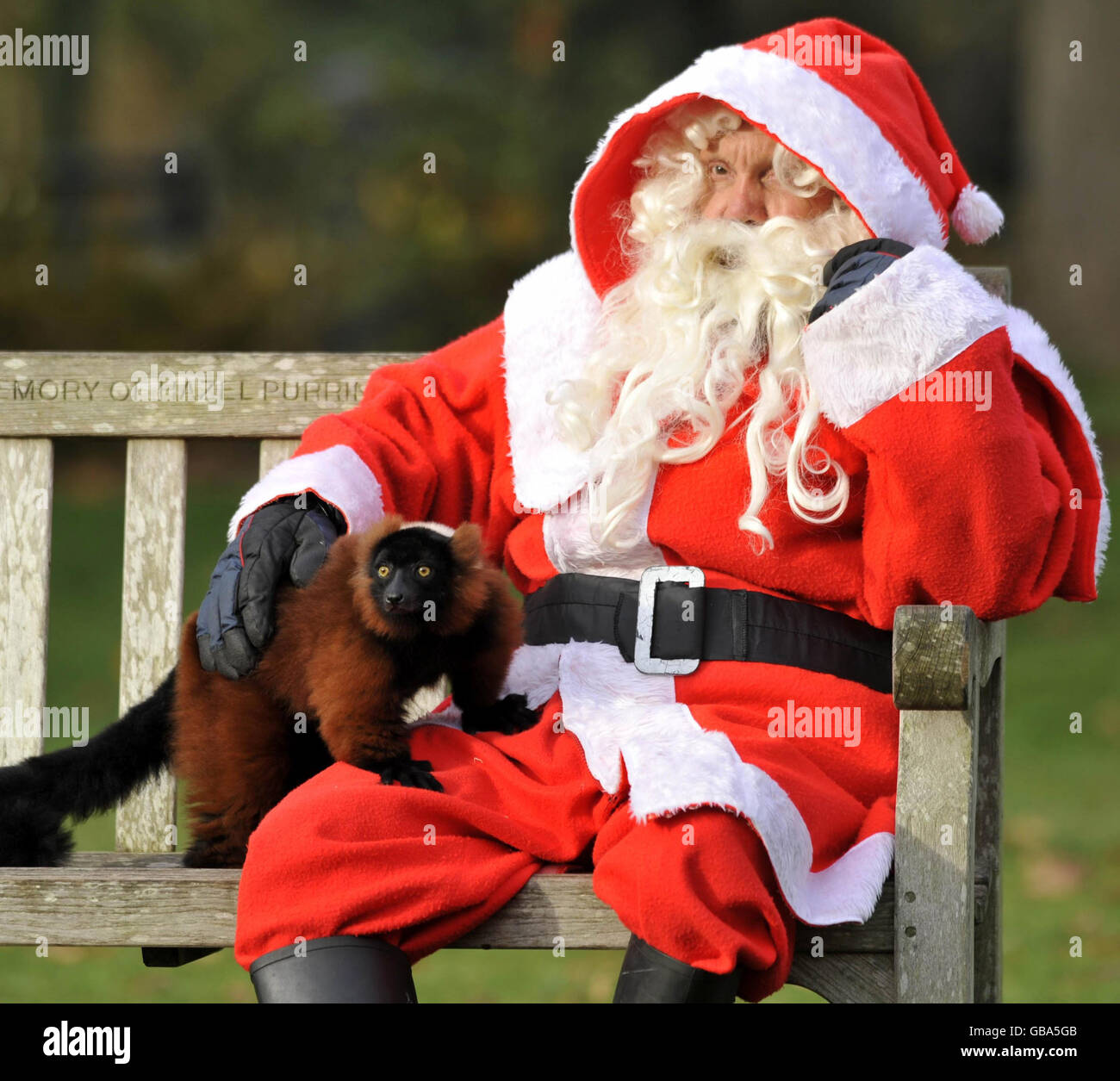 Santa treats Bristol Zoo animals Stock Photo