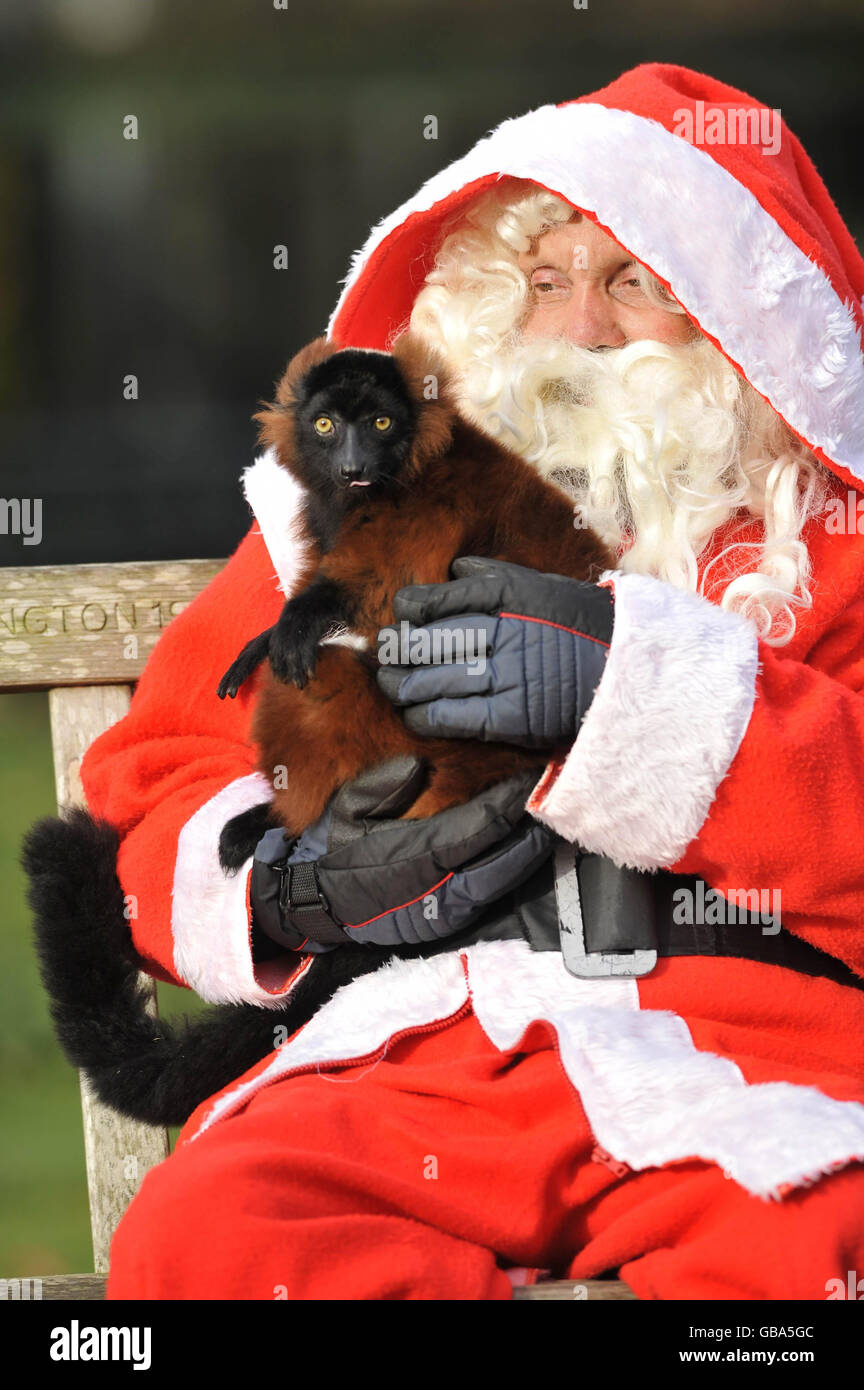 Trevor the one-year-old Lemur relaxes with Santa Claus at Bristol Zoo Gardens, Bristol. Stock Photo