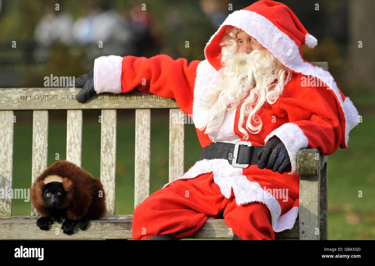Santa treats Bristol Zoo animals Stock Photo