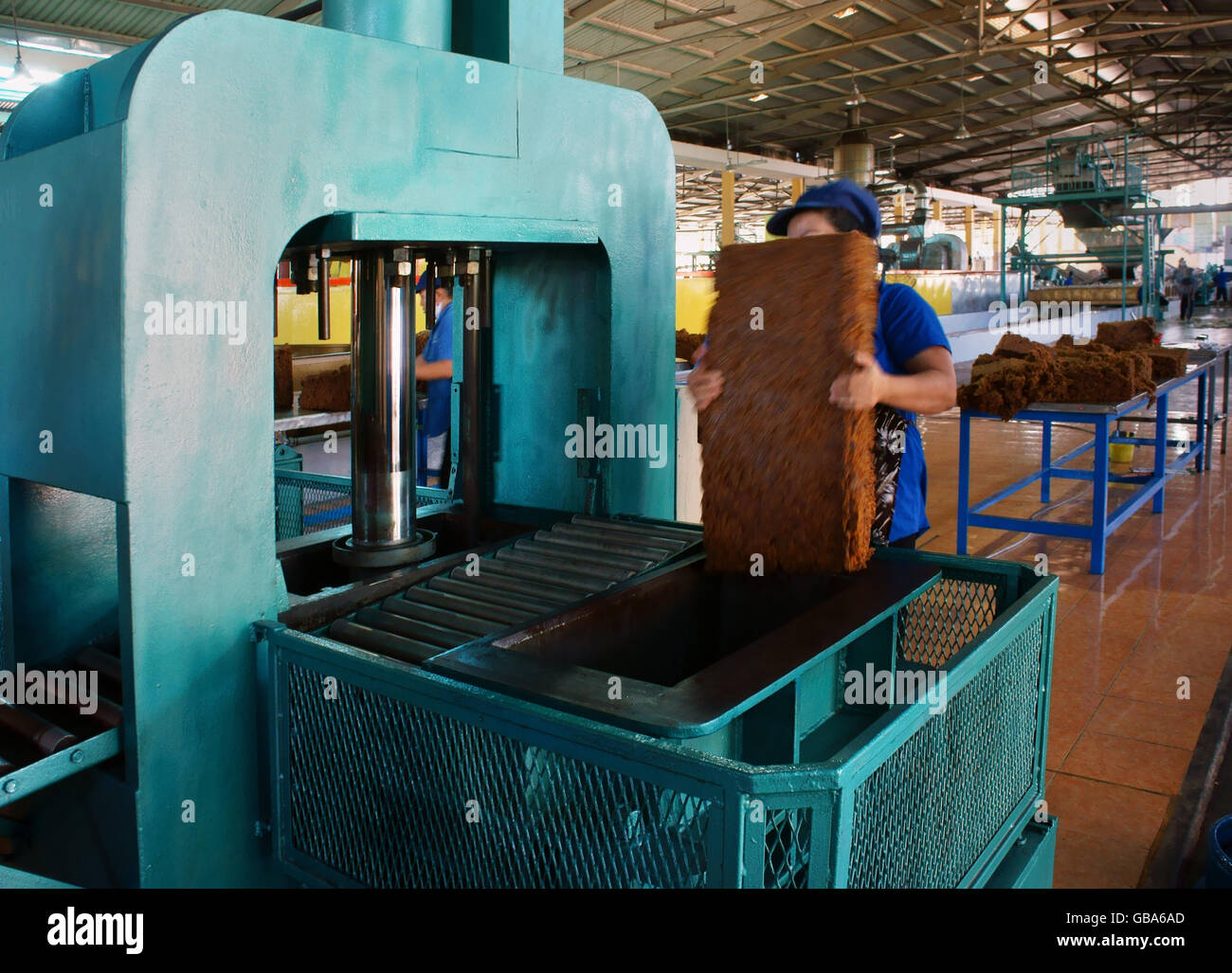 Worker working in rubber processing factory, they make sheet from mixed field coagula . Binh Phuoc Stock Photo