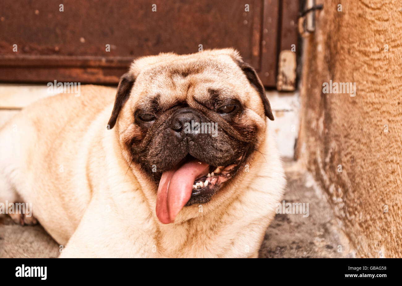 Photograph of a pug and with a big tongue, on a concrete floor Stock ...