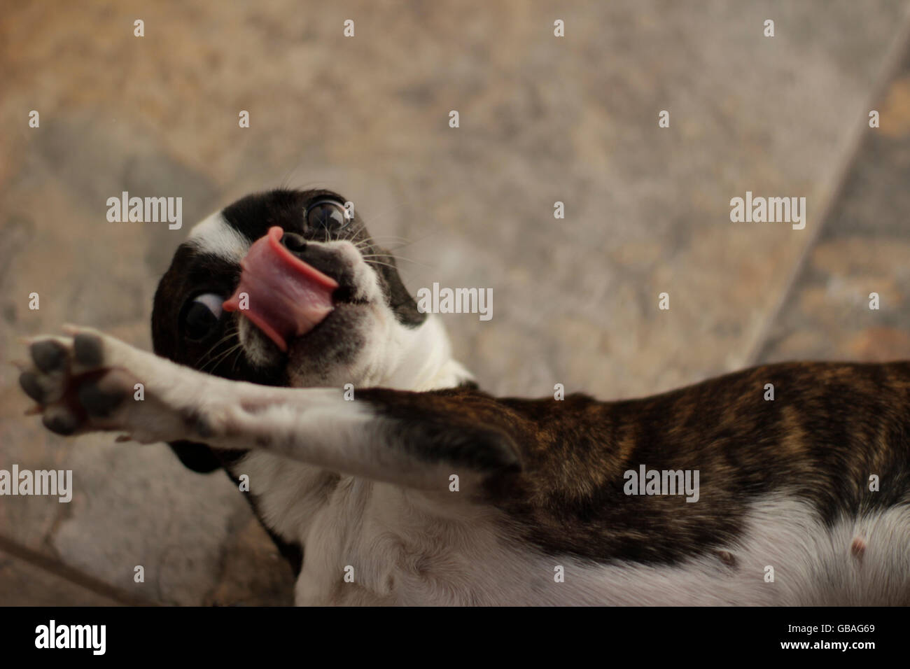 Photograph of a Boston Terrier puppy dog on a mosaic floor Stock Photo