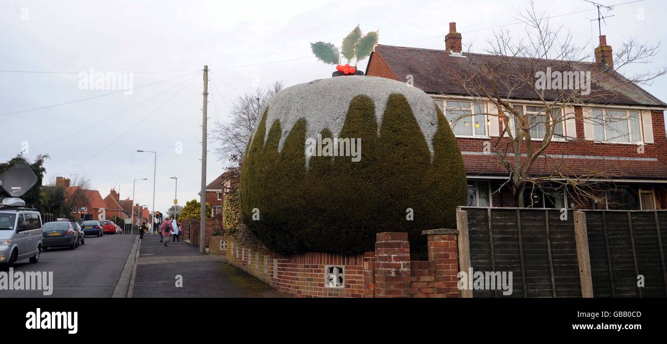 The tree which has been sculpted into a giant Christmas pudding, at
